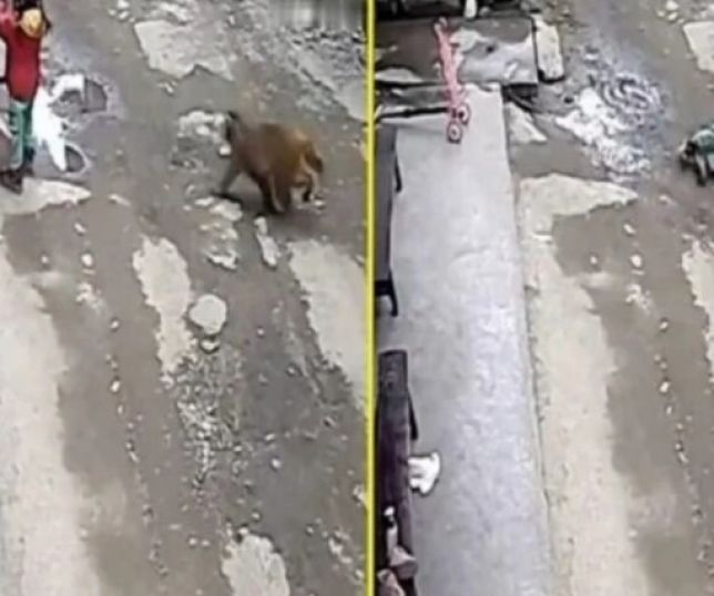 Not Cias Crian A Atacada E Arrastada Por Macaco Na China Portal